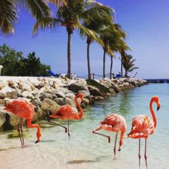 esim du lịch Aruba gigago
