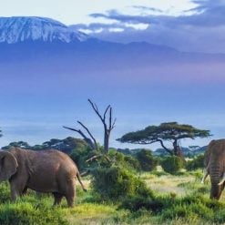 eSIM du lịch Tanzania