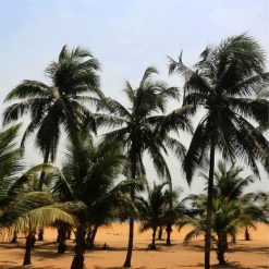 eSIM du lịch Togo